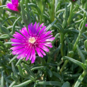 Bulk Pink Purple 'Lady Fingers' Ice Plant Lampranthus Spectabilis Trailing Live Succulent Perennial, Great For Ground Cover or Pot image 4