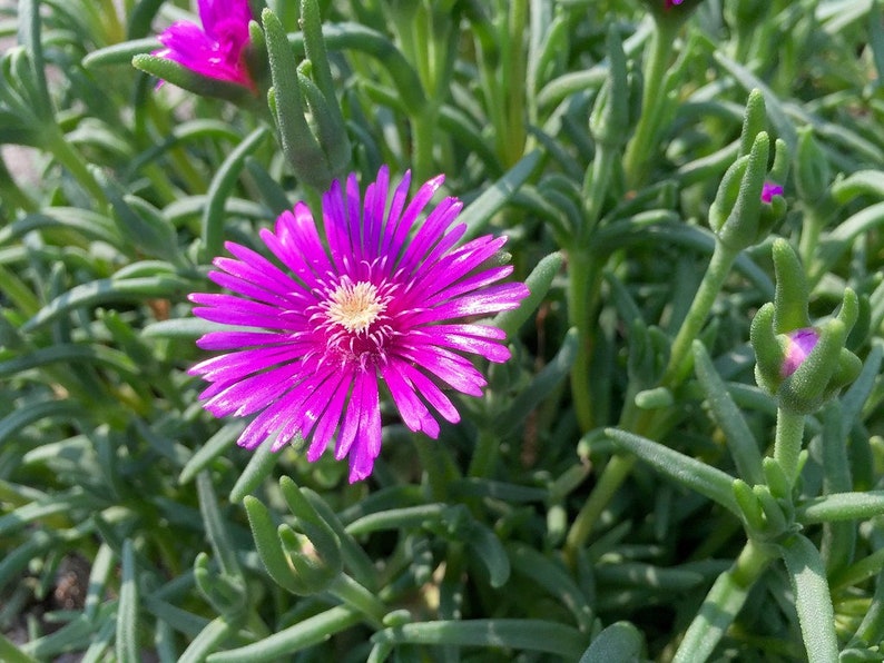 Bulk Pink Purple 'Lady Fingers' Ice Plant Lampranthus Spectabilis Trailing Live Succulent Perennial, Great For Ground Cover or Pot image 4