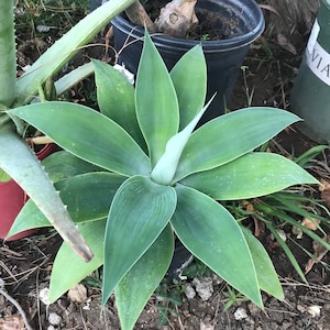 fox tail agave, agave attenuata, dragon tree agave, swan's neck agave, buy fox tail agave online, fox tail agave for sale, agave attenuata live plant, large fox tail agave, small fox tail agave plant, fox tail agave seeds, variegated fox tail agave