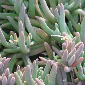 Bulk Pink Purple 'Lady Fingers' Ice Plant Lampranthus Spectabilis Trailing Live Succulent Perennial, Great For Ground Cover or Pot image 3