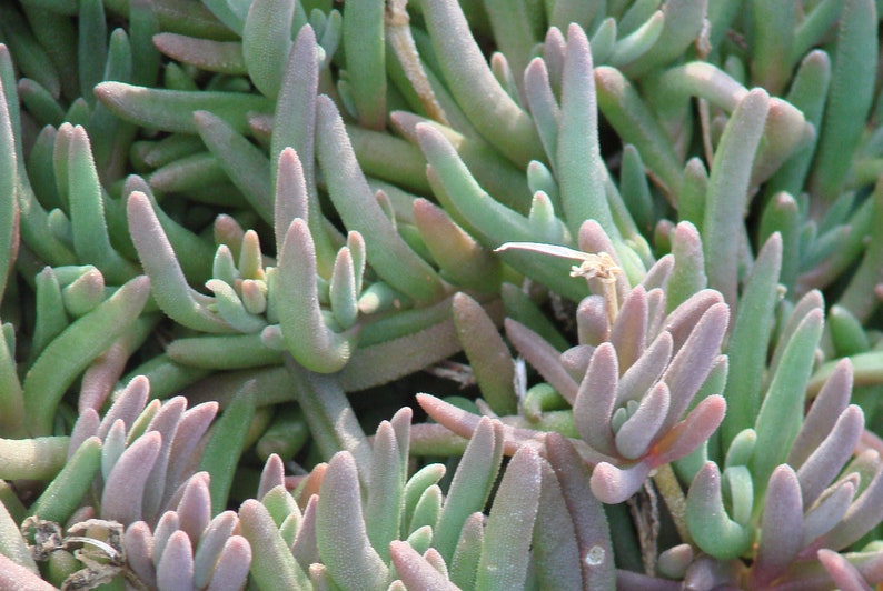 Bulk Pink Purple 'Lady Fingers' Ice Plant Lampranthus Spectabilis Trailing Live Succulent Perennial, Great For Ground Cover or Pot image 3