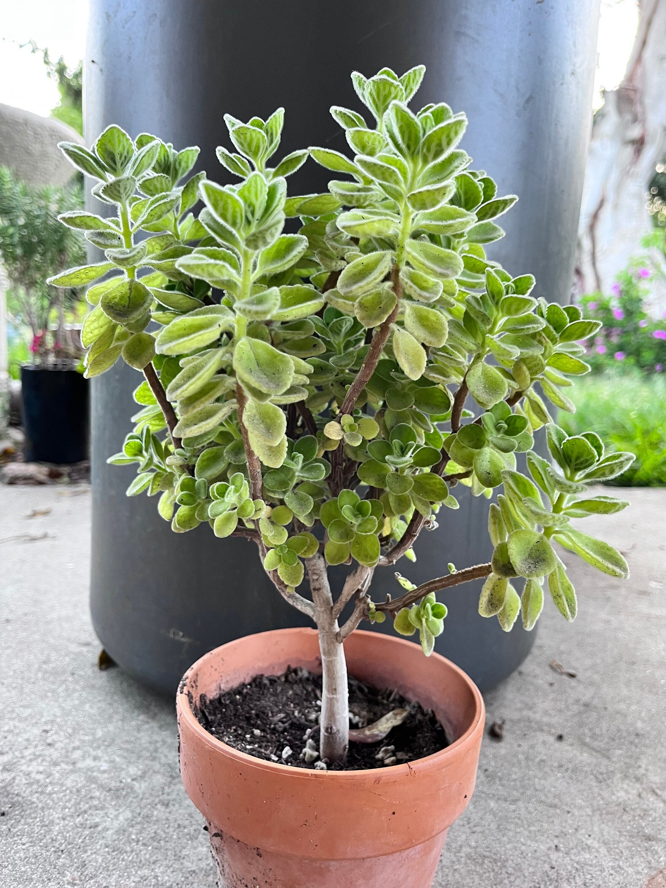 Scaredy Cat plant Coleus Canina keep cats out of your garden - Portugal