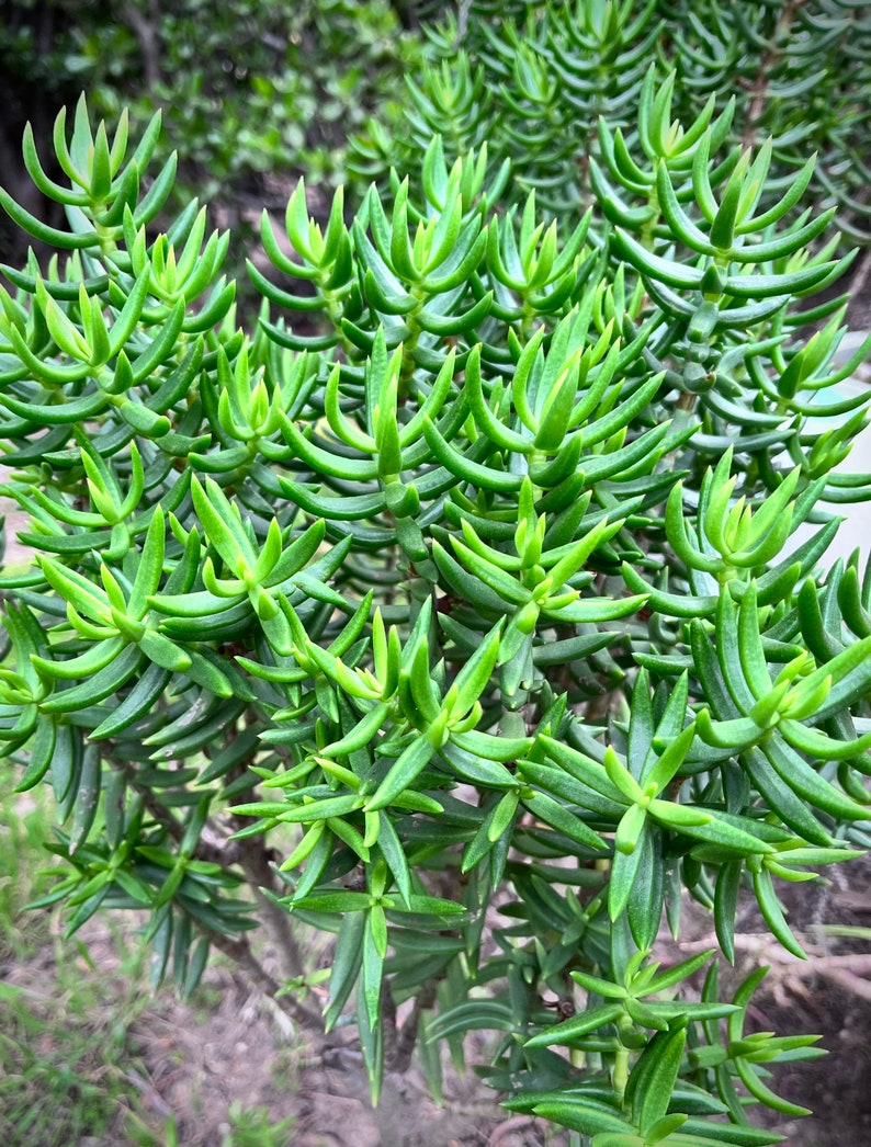 Large Miniature Pine Tree, Succulent, Crassula Tetragona Rooted and Healthy Live Plant immagine 6