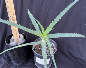 Large Aloe Arborescens Plant Live | Rooted Plant | Ships bare root