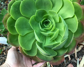 May include: A large green succulent plant with many layers of leaves arranged in a spiral pattern. The plant has a reddish-brown base and is growing in a garden.
