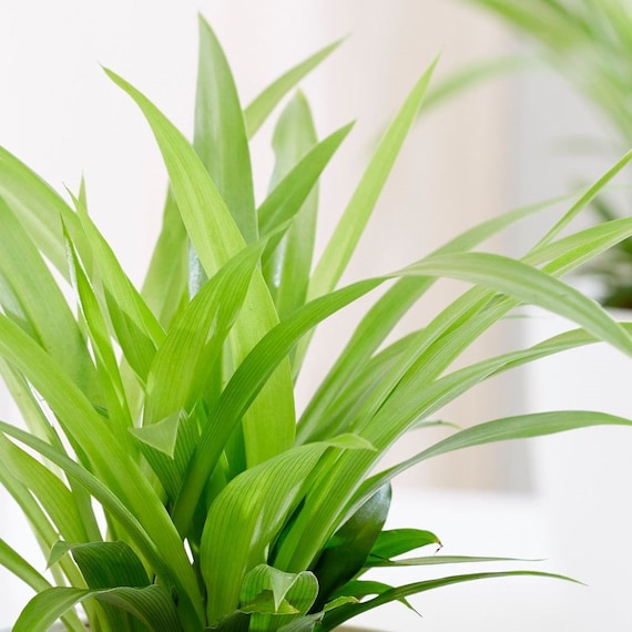 Beautiful Indoor Baby Spider Plant Chlorophytum comosum (Green) x 1  Spiderette