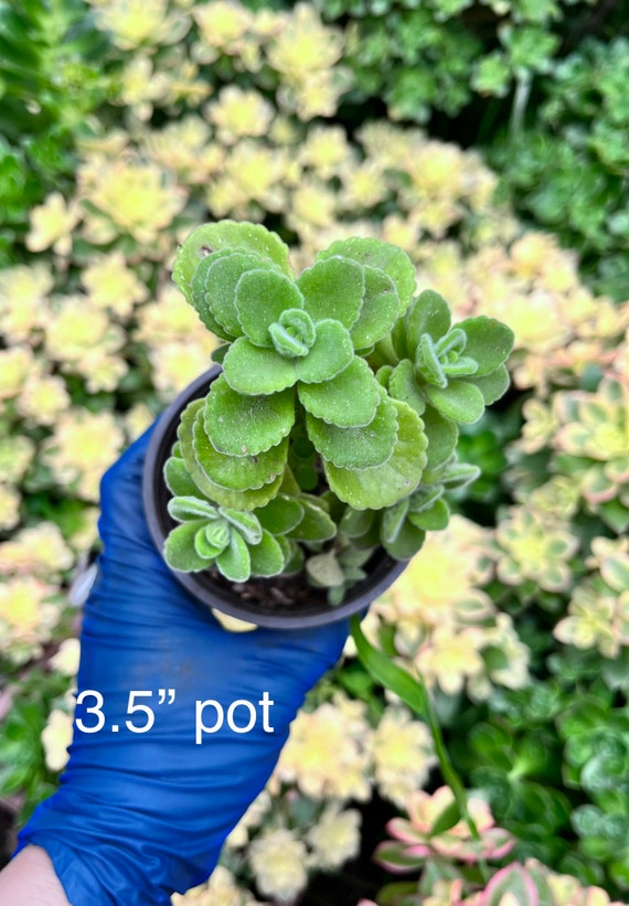 Scaredy Cat Plant Plectranthus caninus Coleus canina Live -  Portugal