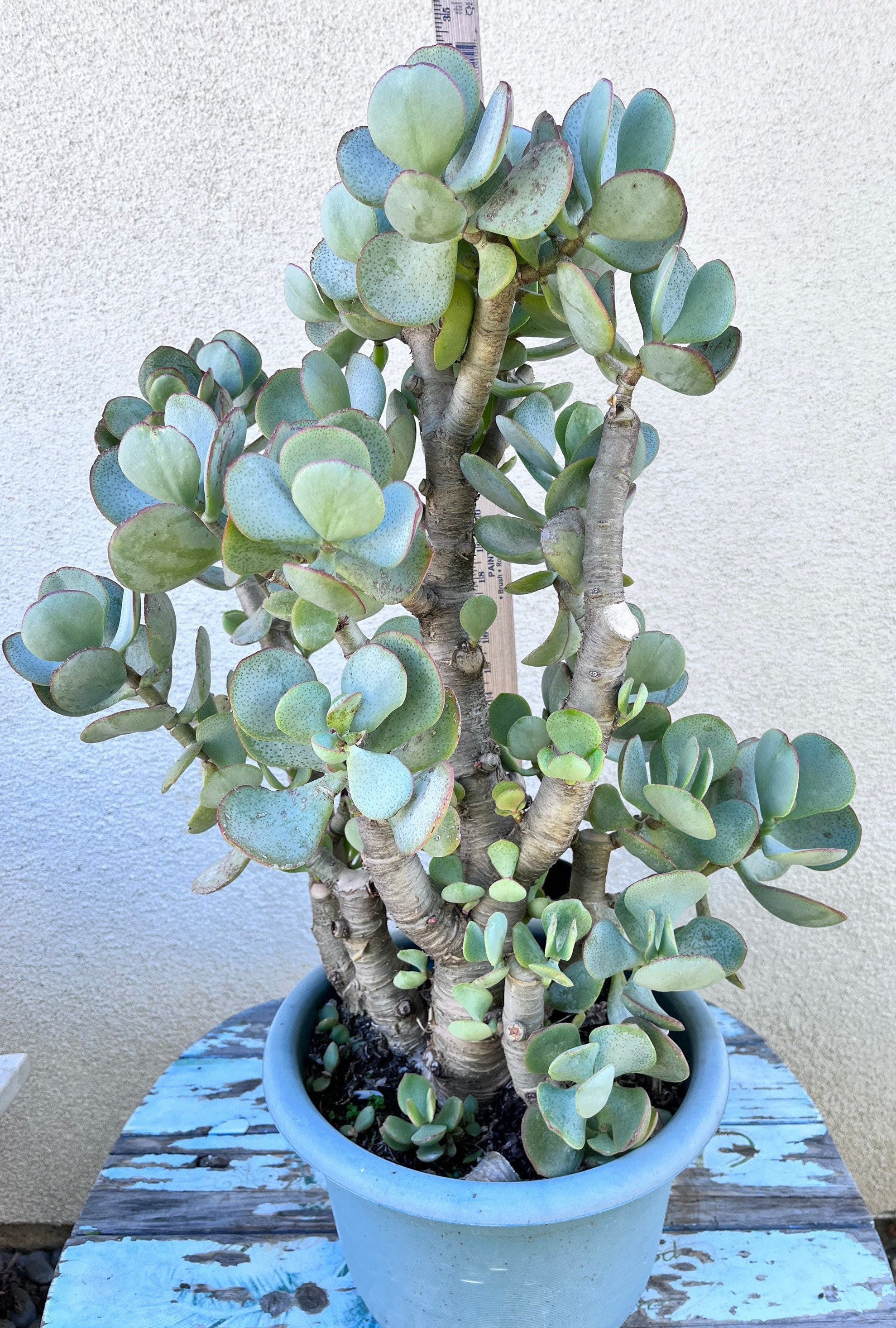 hanging swiss cheese plant Monstera, Swiss Cheese 8