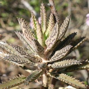 Mother of Thousands, Rooted Kalanchoe Daigremontiana, Alligator Plant, Mexican Hat Plant, Mother of Millions image 5