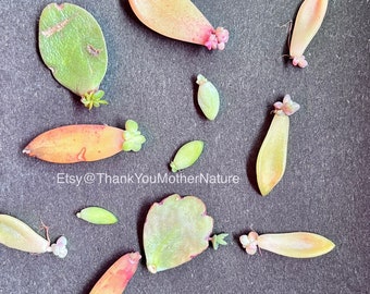 12 Sprouting Propagation Leaves Succulent Leaf Babies