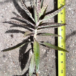 Mother of Thousands, Rooted Kalanchoe Daigremontiana, Alligator Plant, Mexican Hat Plant, Mother of Millions image 3