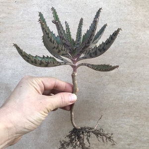 Mother of Thousands, Rooted Kalanchoe Daigremontiana, Alligator Plant, Mexican Hat Plant, Mother of Millions