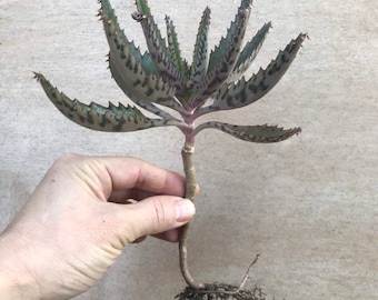 Mother of Thousands, Rooted Kalanchoe Daigremontiana, Alligator Plant, Mexican Hat Plant, Mother of Millions