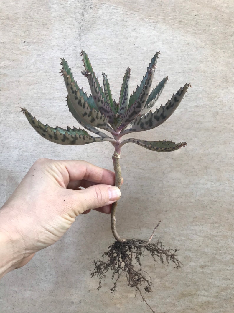 Mother of Thousands, Rooted Kalanchoe Daigremontiana, Alligator Plant, Mexican Hat Plant, Mother of Millions image 1