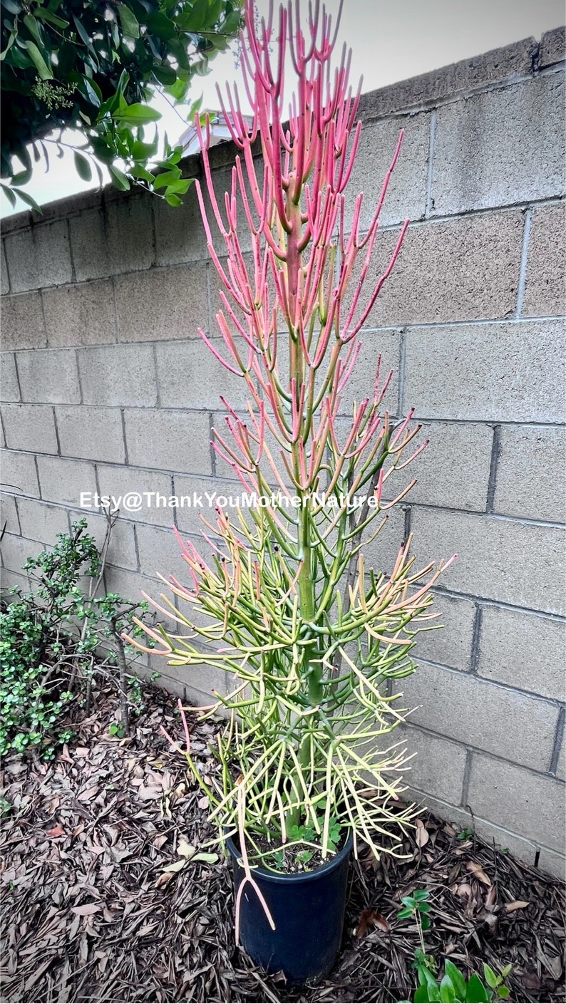 5 Firestick Live Tree Euphorbia Tirucalli Pencil Cactus Plant Etsy 5-firestick-live-tree-euphorbia-tirucalli-pencil-cactus-plant-etsy