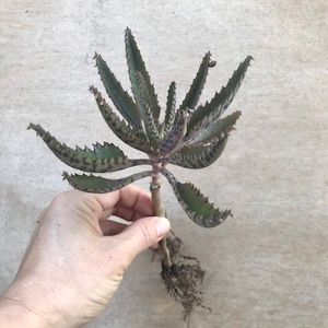 Mother of Thousands, Rooted Kalanchoe Daigremontiana, Alligator Plant, Mexican Hat Plant, Mother of Millions image 2