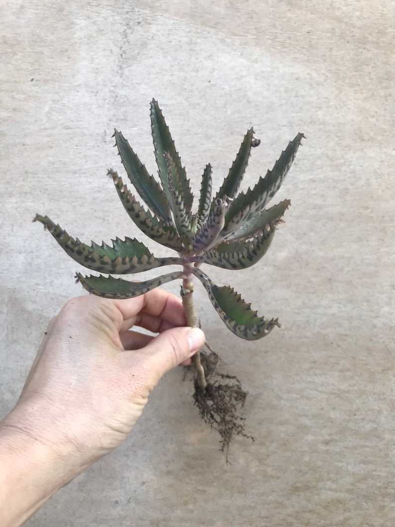 Mother of Thousands, Rooted Kalanchoe Daigremontiana, Alligator Plant, Mexican Hat Plant, Mother of Millions image 2