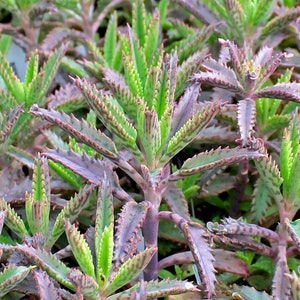 Mother of Thousands, Rooted Kalanchoe Daigremontiana, Alligator Plant, Mexican Hat Plant, Mother of Millions image 4