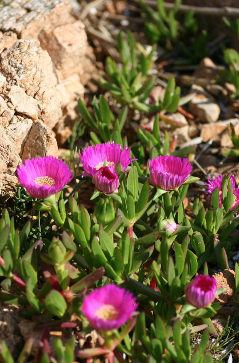 Bulk Pink Purple Ice Plant Ground Cover or Pot Full Etsy