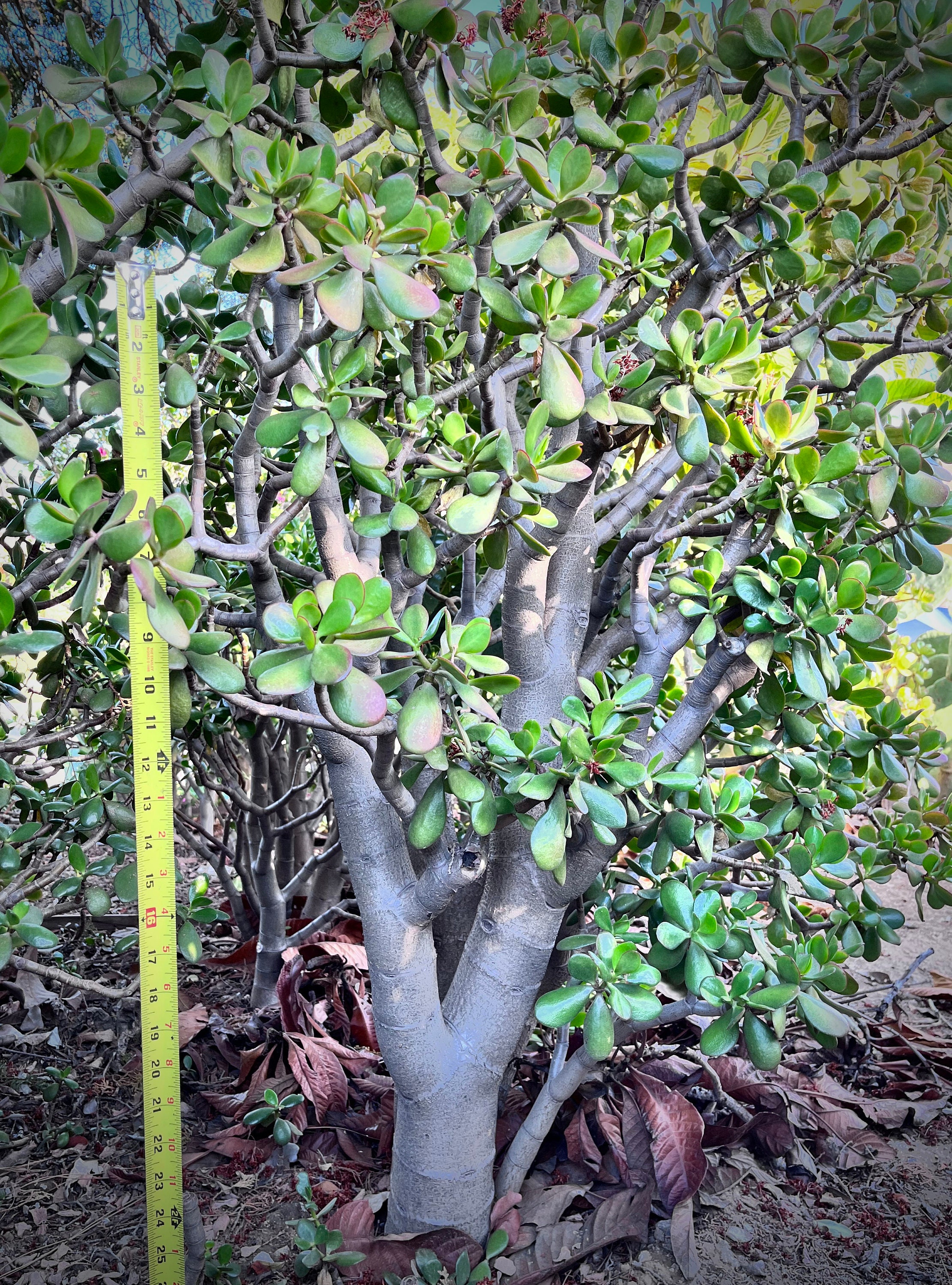 3' Tall Large Jade Crassula Ovata | Extra Large Live Jade Plant | Bare Root  - Etsy