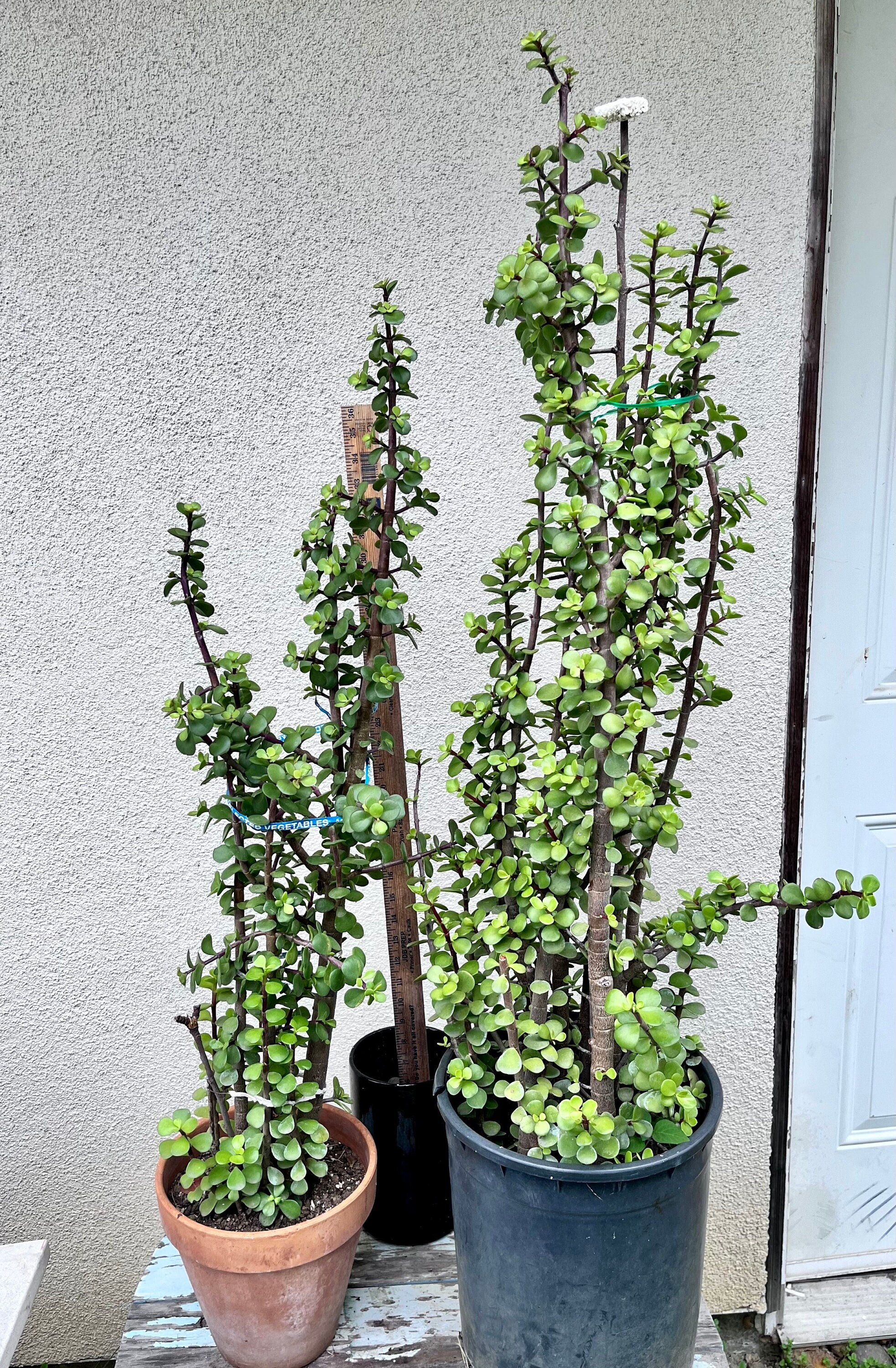 4' Tall Elephant Bush Succulent | Portulacaria Afra | Miniature Dwarf Jade  Elephant Food Crassula Portulacaria Ships Bare Root - Etsy