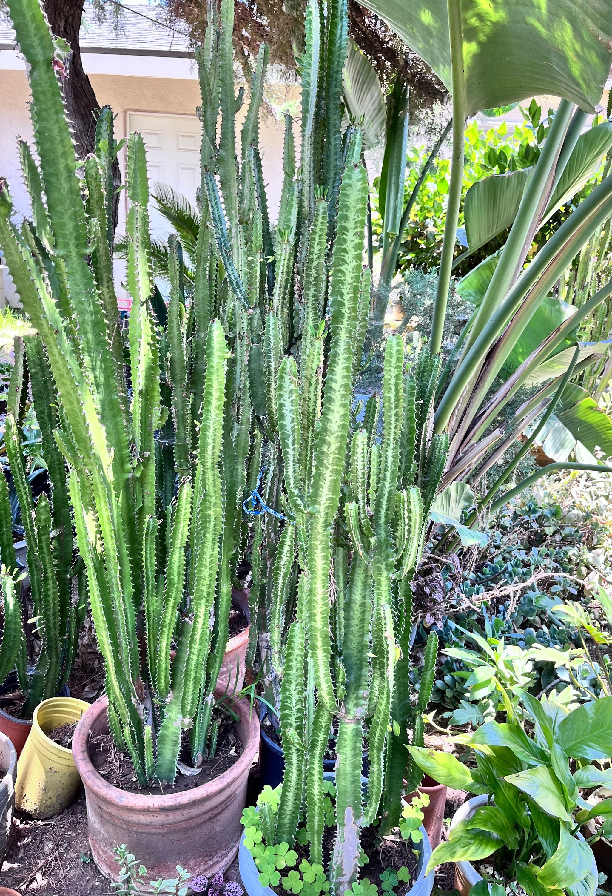 Milk‐tree♡ 5' Tall African Milk Tree, Euphorbia Trigona, Live Plant - Etsy Canada