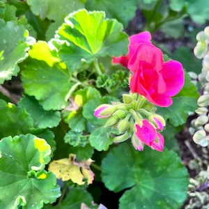 May include: A close-up of a pink geranium flower with green leaves. The flower is in bloom and has several buds.