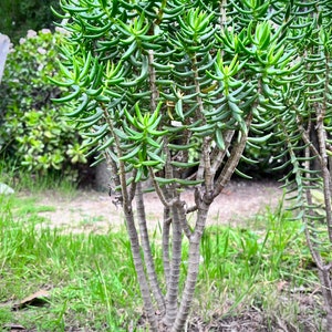 Large Miniature Pine Tree, Succulent, Crassula Tetragona Rooted and Healthy Live Plant immagine 4