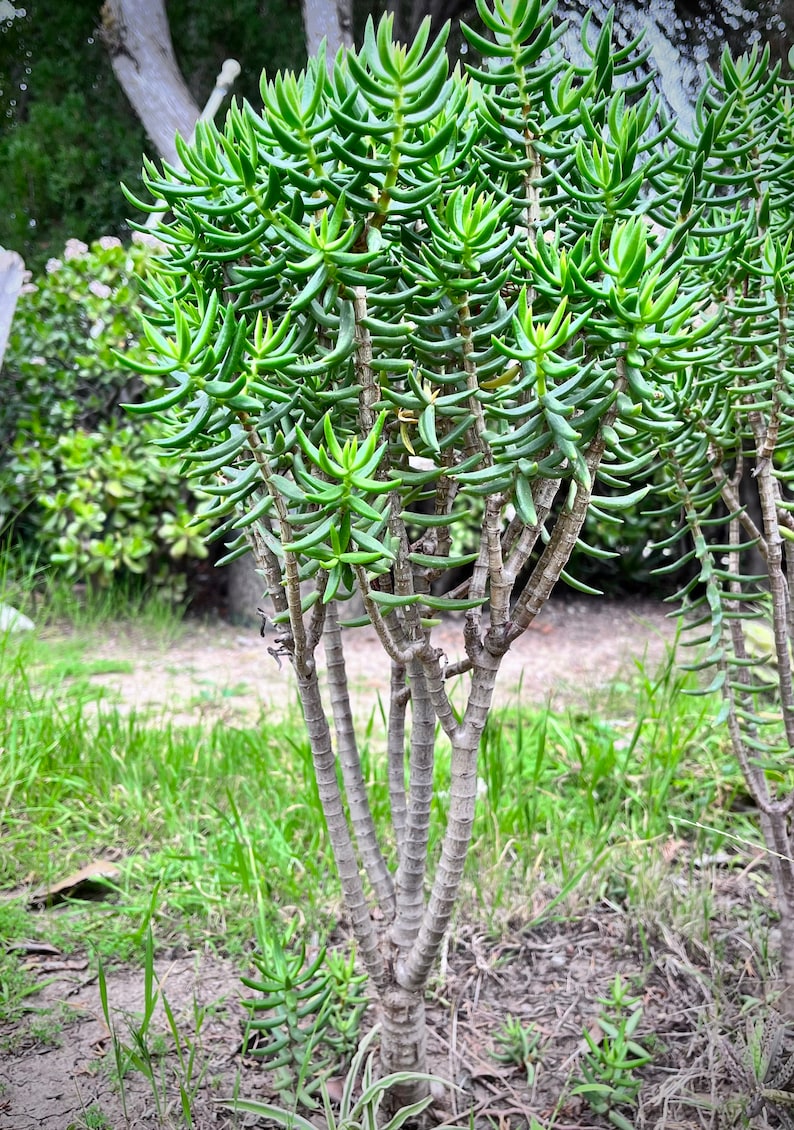 Large Miniature Pine Tree, Succulent, Crassula Tetragona Rooted and Healthy Live Plant immagine 4