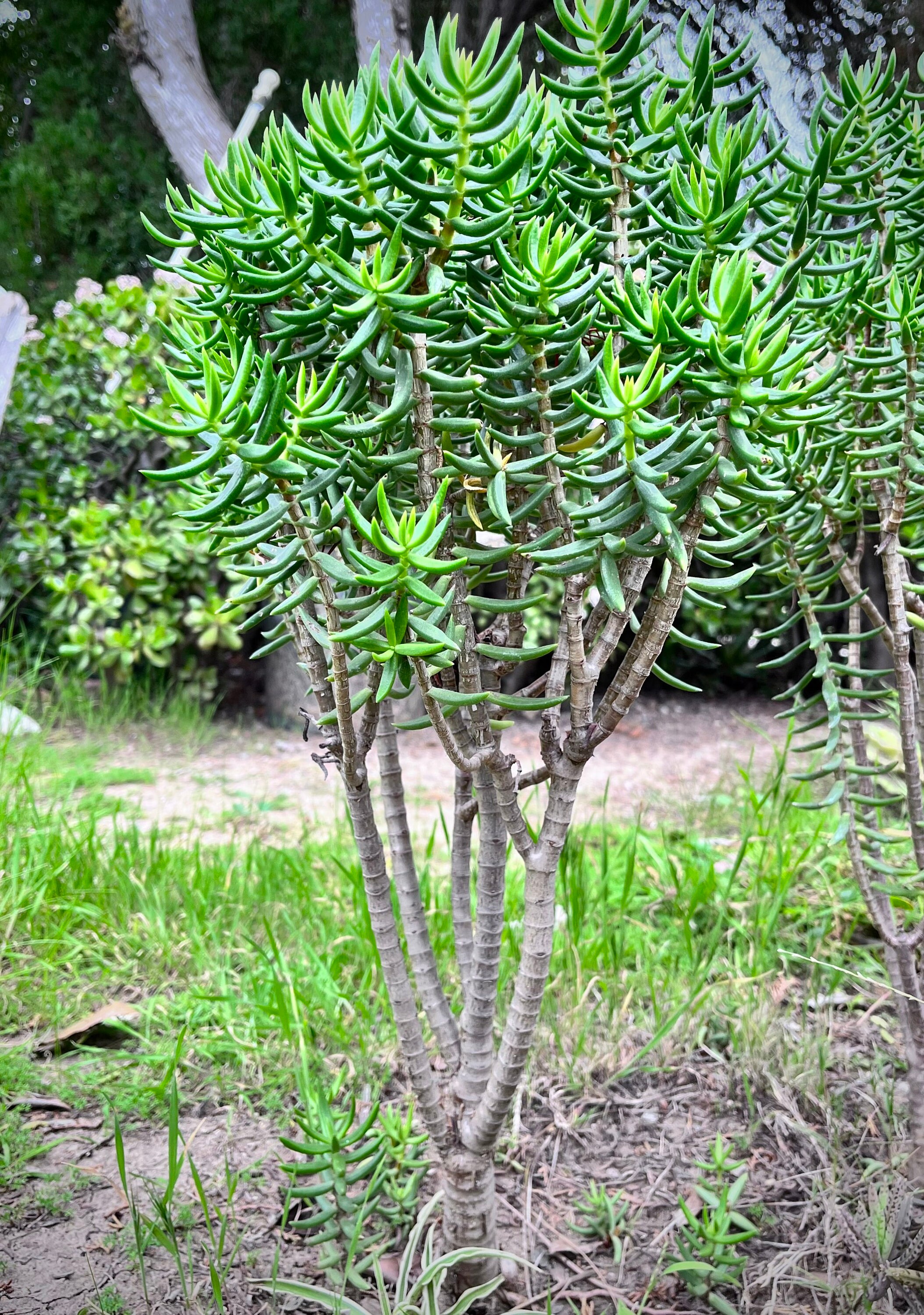 Mini Pine Tree Succulent - Crassula tetragona - 4 Inch