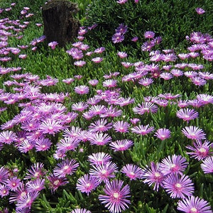 Bulk Pink Purple 'Lady Fingers' Ice Plant Lampranthus Spectabilis Trailing Live Succulent Perennial, Great For Ground Cover or Pot image 5