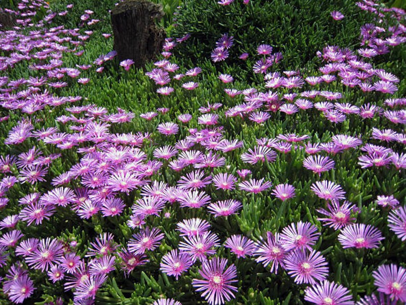 Bulk Pink Purple 'Lady Fingers' Ice Plant Lampranthus Spectabilis Trailing Live Succulent Perennial, Great For Ground Cover or Pot image 5