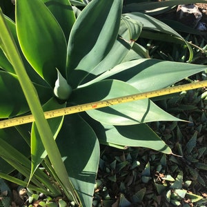 fox tail agave, agave attenuata, dragon tree agave, swan's neck agave, buy fox tail agave online, fox tail agave for sale, agave attenuata live plant, large fox tail agave, small fox tail agave plant, fox tail agave seeds, variegated fox tail agave