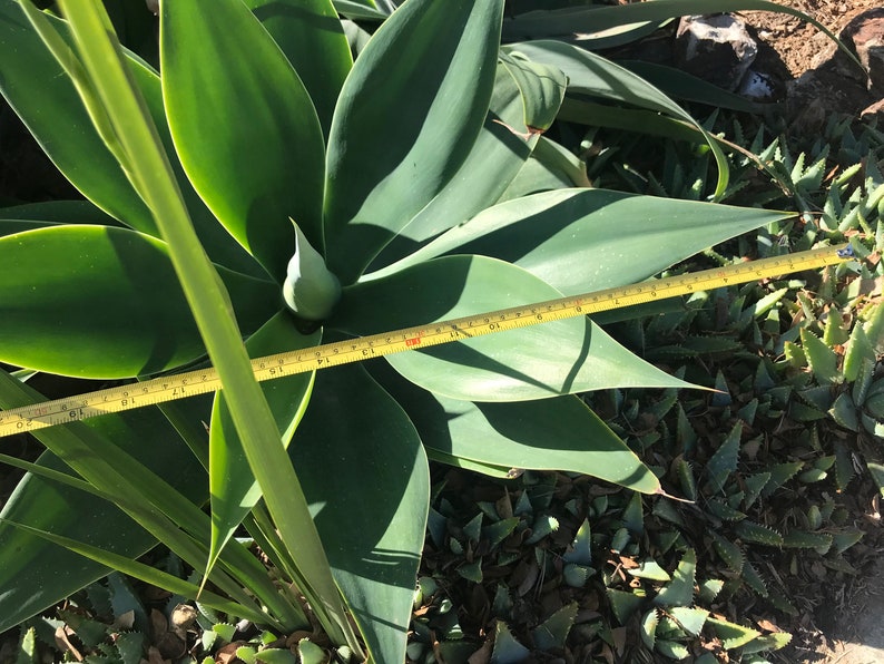 fox tail agave, agave attenuata, dragon tree agave, swan's neck agave, buy fox tail agave online, fox tail agave for sale, agave attenuata live plant, large fox tail agave, small fox tail agave plant, fox tail agave seeds, variegated fox tail agave