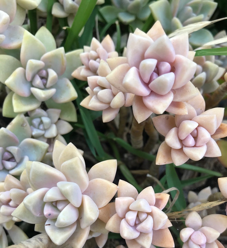 Peach Pink Ghost Plant Cuttings, Graptopetalum Paraguayense Ghosty 'Pinky,' Peach Variety Gorgeous Pink Color Live Succulent image 2