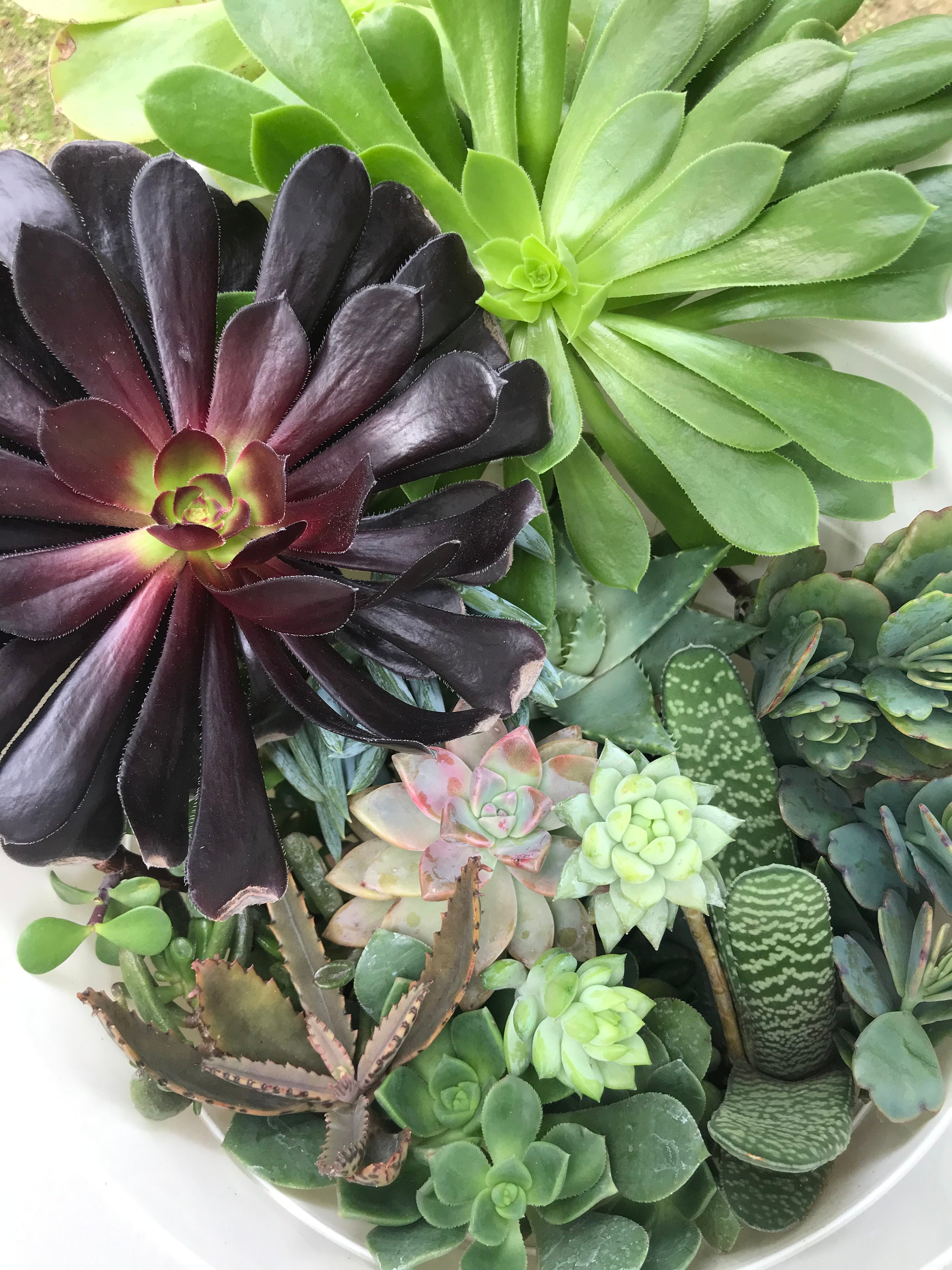 2 Lb. Succulent Cuttings, Assorted Bulk Succulents - Etsy
