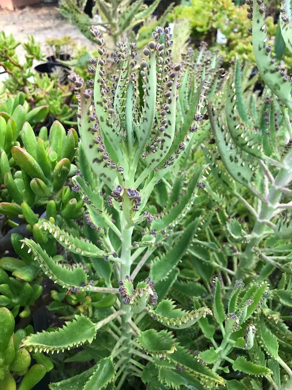 Huge 36"-30" Mother of Thousands, Kalanchoe Daigremontiana, Alligator Plant, Mexican Hat Plant, Mother of Millions, Mature Large