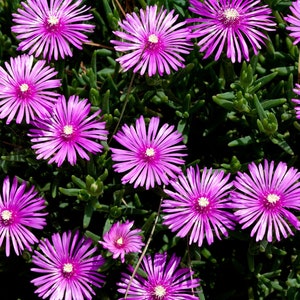 Bulk Pink Purple 'Lady Fingers' Ice Plant Lampranthus Spectabilis Trailing Live Succulent Perennial, Great For Ground Cover or Pot image 1