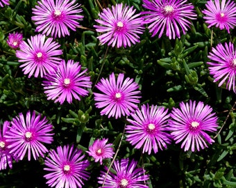 Bulk Pink Purple 'Lady Fingers' Ice Plant | Lampranthus Spectabilis  | Trailing Live Succulent | Perennial, Great For Ground Cover or Pot