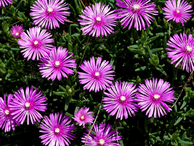 Bulk Pink Purple 'Lady Fingers' Ice Plant Lampranthus Spectabilis Trailing Live Succulent Perennial, Great For Ground Cover or Pot image 1