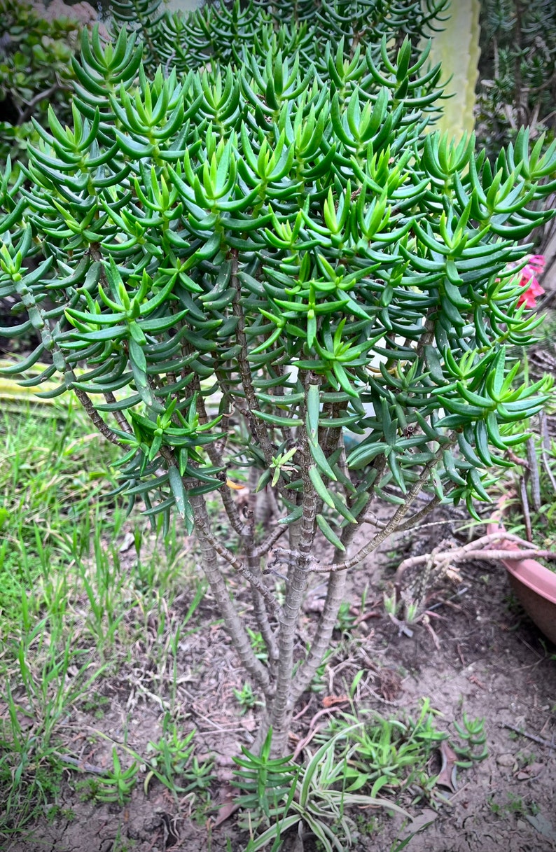 Large Miniature Pine Tree, Succulent, Crassula Tetragona Rooted and Healthy Live Plant immagine 7