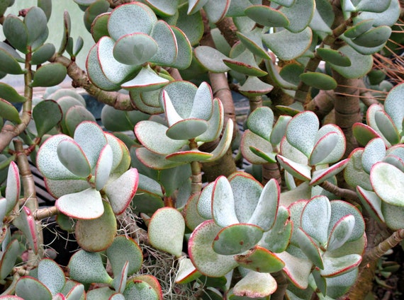 2 Cuttings, Silver Jade Plant, Silver Dollar Jade, Drought-tolerant  Succulent - Etsy