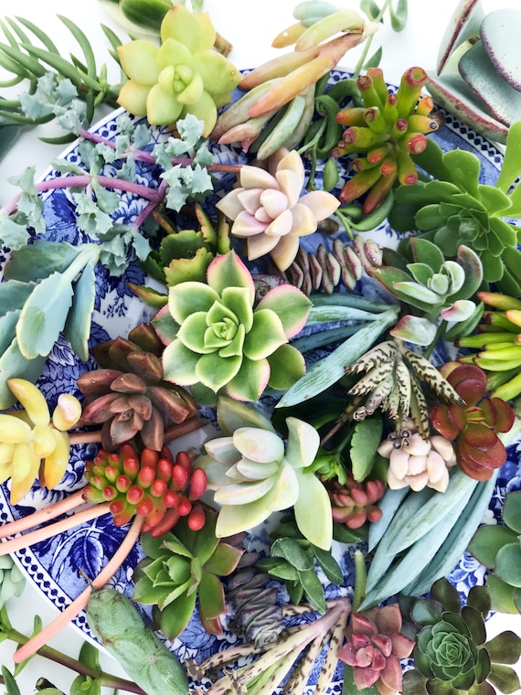 300 Colorful Succulent Cuttings, 1"-5" Assorted Bulk Succulents for  Weddings, Projects, Bouquets, Center Pieces, Wreaths, Fairy Gardens - Etsy