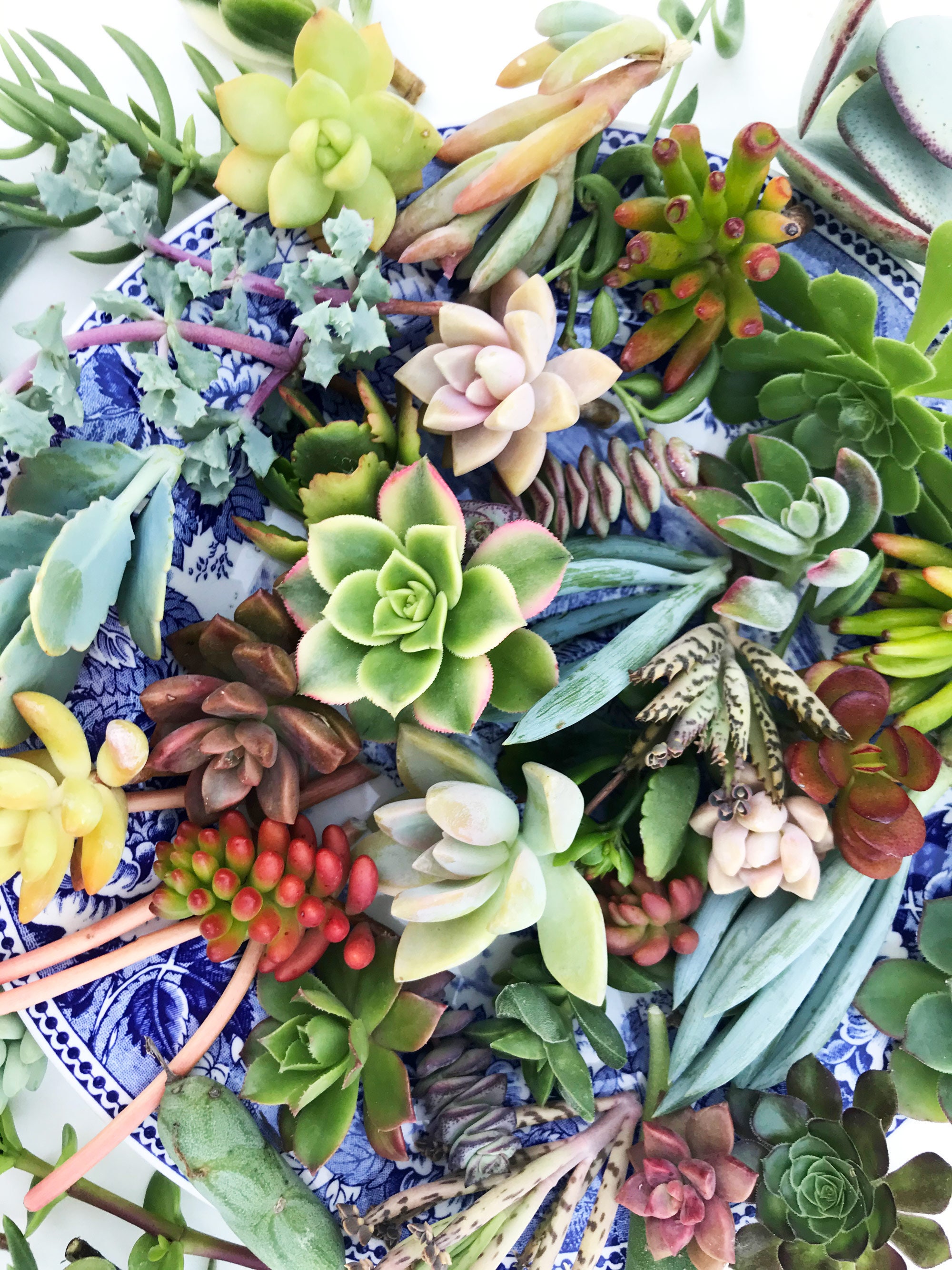200 Colorful Succulent Cuttings 15 Assorted Bulk