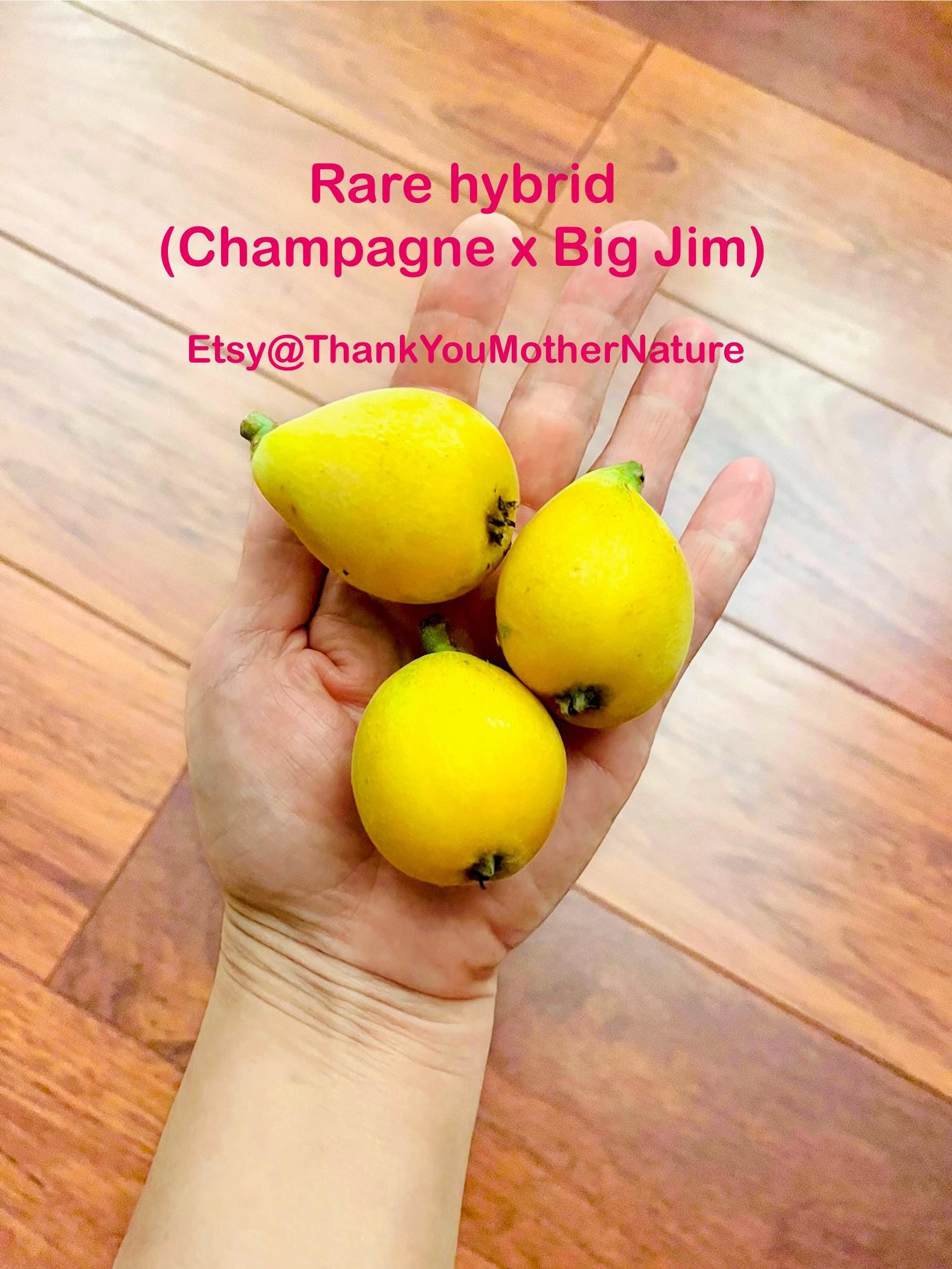 6 Rare BIG FRUIT Loquat Cuttings, White Flesh Hybrid, Big Jim ...