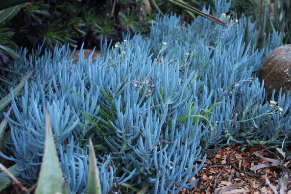 rose mary seeds Rosemary Seeds | Herb Seeds in Packets & Bulk main image 0