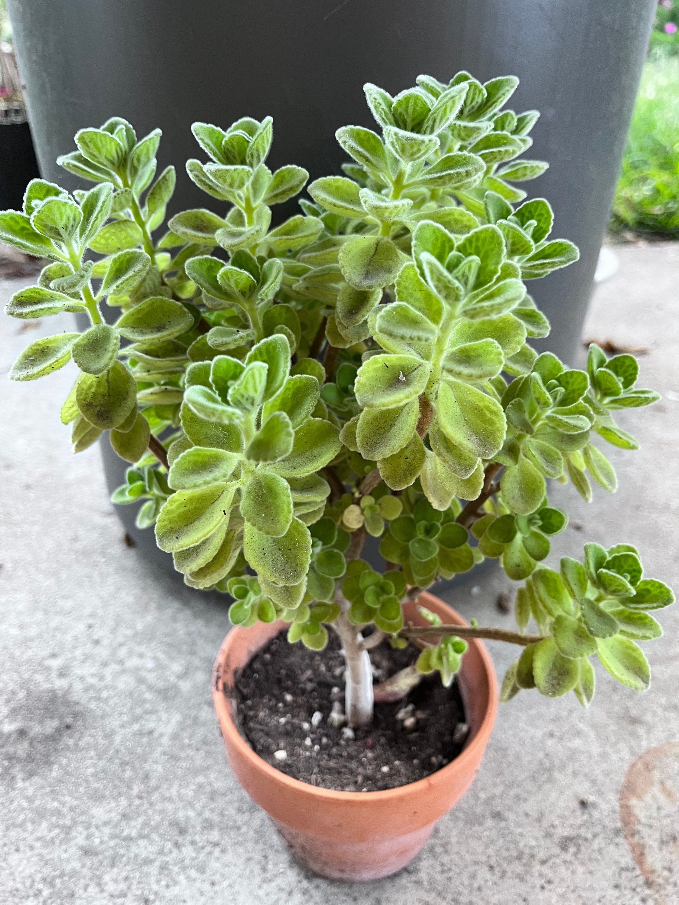 Scaredy Cat Plant Plectranthus caninus Coleus canina Live -  Portugal