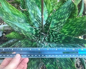 Giant Soap Aloe, Aloe Maculata, Zebra Aloe, Aloe Macrocarpa | 5 Gallon | Beautiful Rooted Live Plant