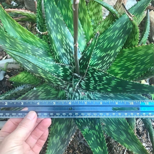 Giant Soap Aloe, Aloe Maculata, Zebra Aloe, Aloe Macrocarpa | 5 Gallon | Beautiful Rooted Live Plant