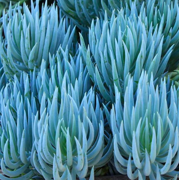 Rooted Blue Chalk Sticks Plant, Chalk Fingers Succulent, Good Ground Cover  or in Pot, Beautiful Blue Green Color - Etsy